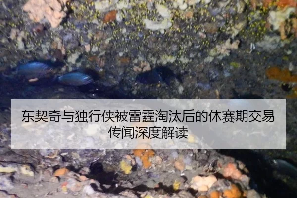 dong-qi-qi-yu-du-xing-xia-bei-lei-ting-tao-tai-hou-de-xiu-sai-qi-jiao-yi-chuan-wen-shen-du-jie-du-2-143.jpg